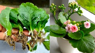 How to grow kalanchoe plant from kalanchoe leaves - With 100% Success