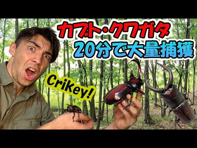 【捕まえた分だけ】カブトムシ&クワガタ Amazon.co.jp: カブトムシ&クワガタ百科: 生態、特徴、採集から飼い方