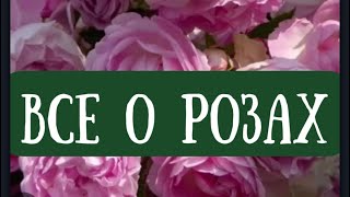 видео: РОЗЫ. ШИКАРНЫЕ РОЗЫ. ЦВЕТЕНИЕ РОЗ. ВТОРАЯ ВОЛНА. НАЧАЛО. картинка: РОЗЫ. ШИКАРНЫЕ РОЗЫ. ЦВЕТЕНИЕ РОЗ. ВТОРАЯ ВОЛНА. НАЧАЛО.