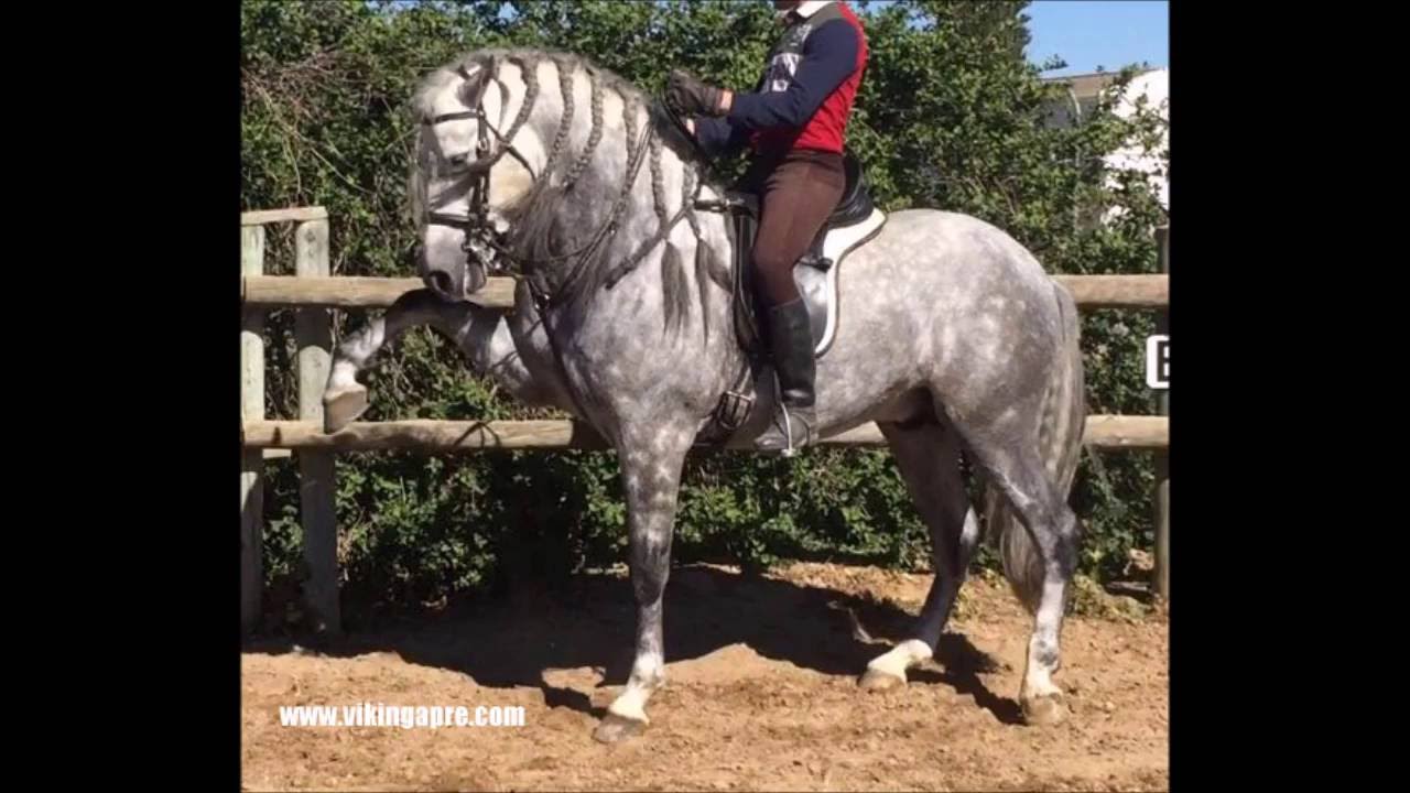 OSC - Barock PRE high school PRE born 2011