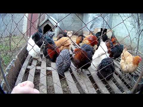 ვიდეო: რატომ არ დებს კვერცხებს ჩემი ავსტრალორპი?