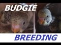 Budgie Breeding Mini Update 2nd March 2017 Oldest Chicks