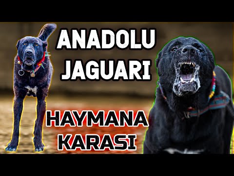 Video: Bu Yüksek Isırık Sayısından Aile Köpeklerinin Sorumlu Olduğunu Düşünmedik