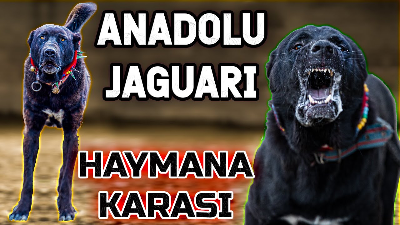 YIKIM TİMİ HAYMANA KARALARI - Haymanalı Nuro ve 70 Yıllık Haymana Karaları