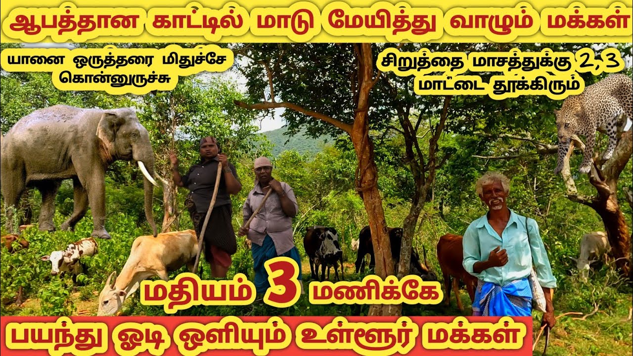 மதியம் 3 மணிதான் இவர்கள் தைரியமாக நடமாடும் கடைசி நேரம் Sathyamangalam tiger reserve forest Kadambur