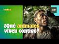 ¿Qué vive en tu finca de noche? 🐾 GUÍA DEFINITIVA de Cámaras Trampa