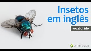 Insetos em Inglês?Bugs in English  Vocabulary 11 ?