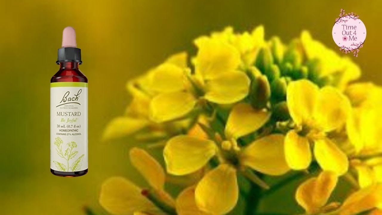 Bach Flower Remedies Introduction to benefits of Mustard YouTube