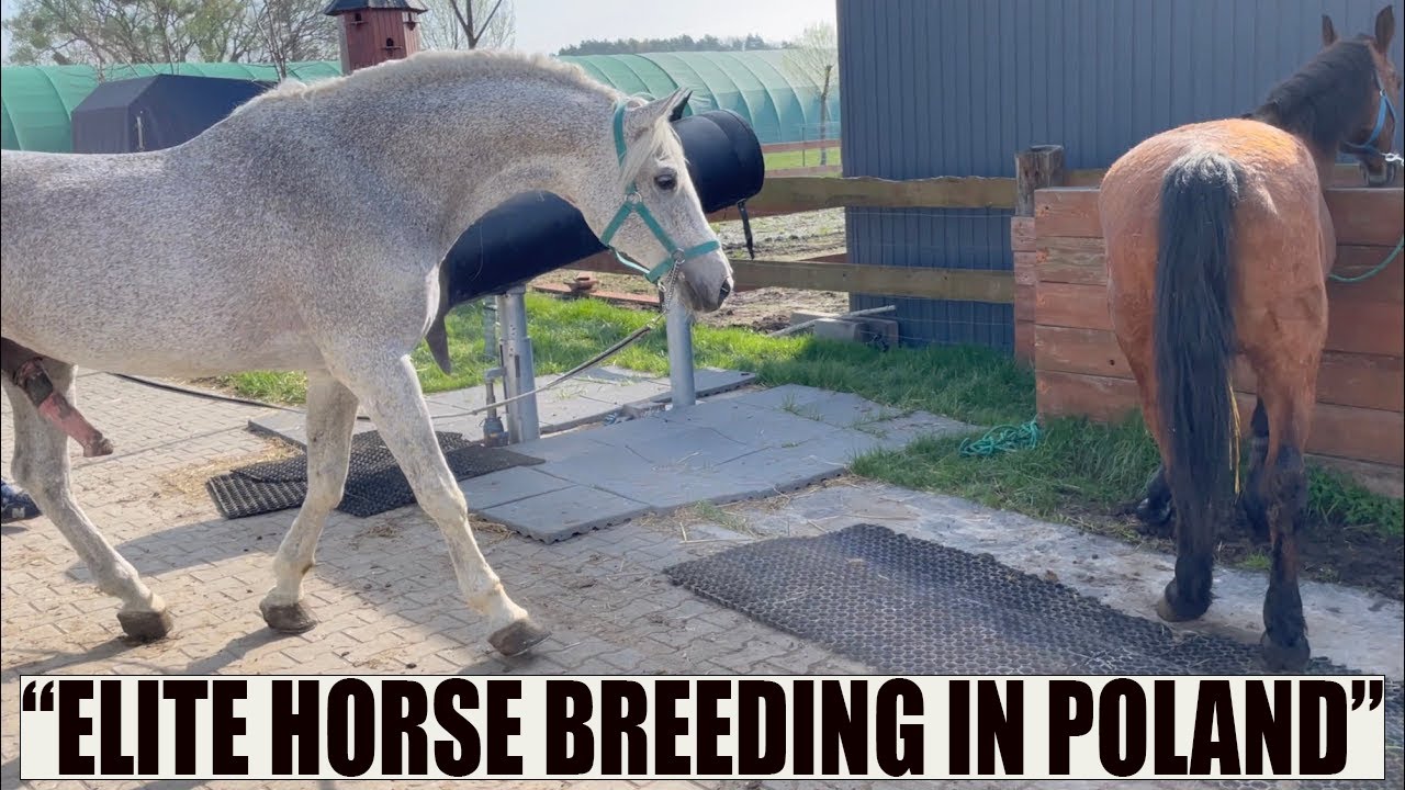 Małopolski Horse Breeding in Poland  Stallions Aspan & Krym in Opole Province