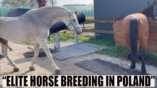 Małopolski Horse Breeding In Poland Stallions Aspan & Krym In Opole Province