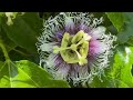 La passiflora è la pianta del Frutto della passione, Passion Fruit