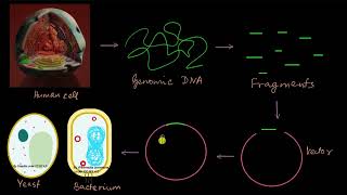 How was the human genome sequenced? | Molecular basis of inheritance | Biology | Khan Academy
