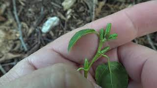 Identifying sweet birch