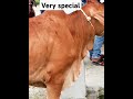 special collection #song #love #cow #cattleworld #animals #bullfarm #cowfarm #shortvideo #funny#
