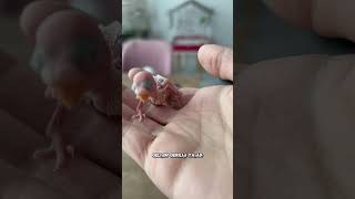 Herkül Şfetbeniöneçıkar Şu Şfet Şfetteyiz