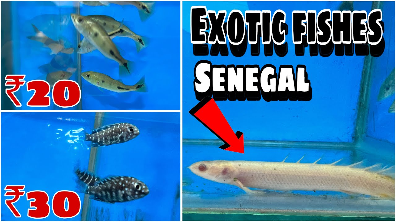 Exotic fishes available cheap prices me😱सस्ती फिश का बढ़िया स्टॉक आगया Tiger pet shop पर Delhi में