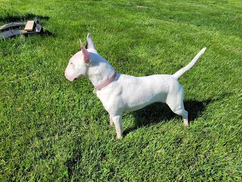 Echo and Stormy playing.