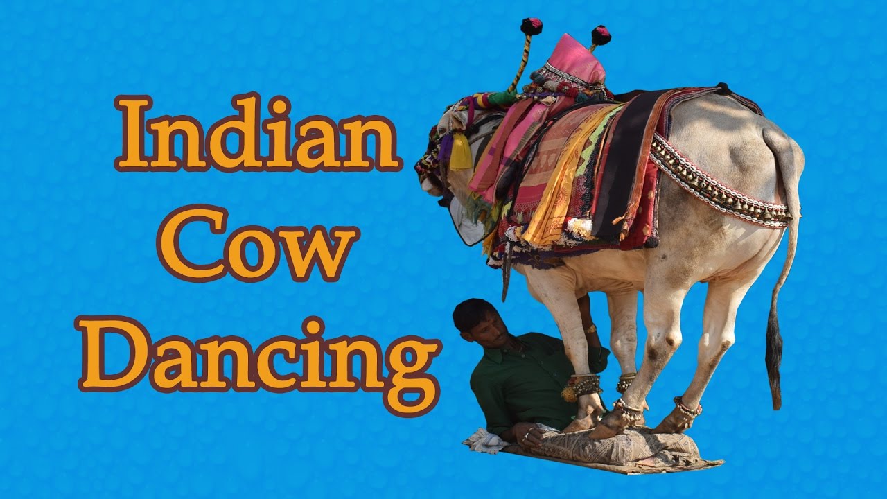 Indian cow dancing on a man