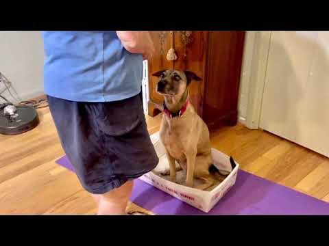 Dog Mat Training: Teach Your Dog Target Training with Mats · The Wildest