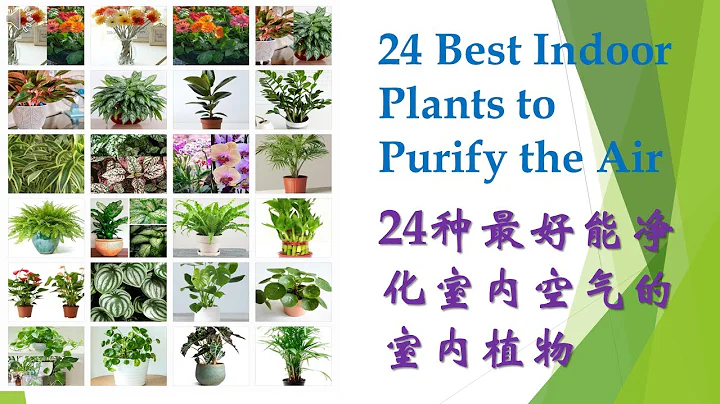 24種最好能凈化室內空氣和美化家居的室內植物 I 24 Best Indoor Plants for Purifying the Air and Décor for the House - 天天要聞
