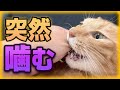 猫がイキナリ噛んだり威嚇する理由