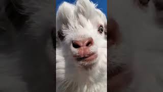 goat sound asmr