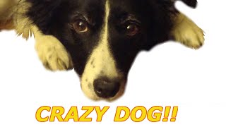 Crazy Border Collie playing in snow!!! Funny Dog!