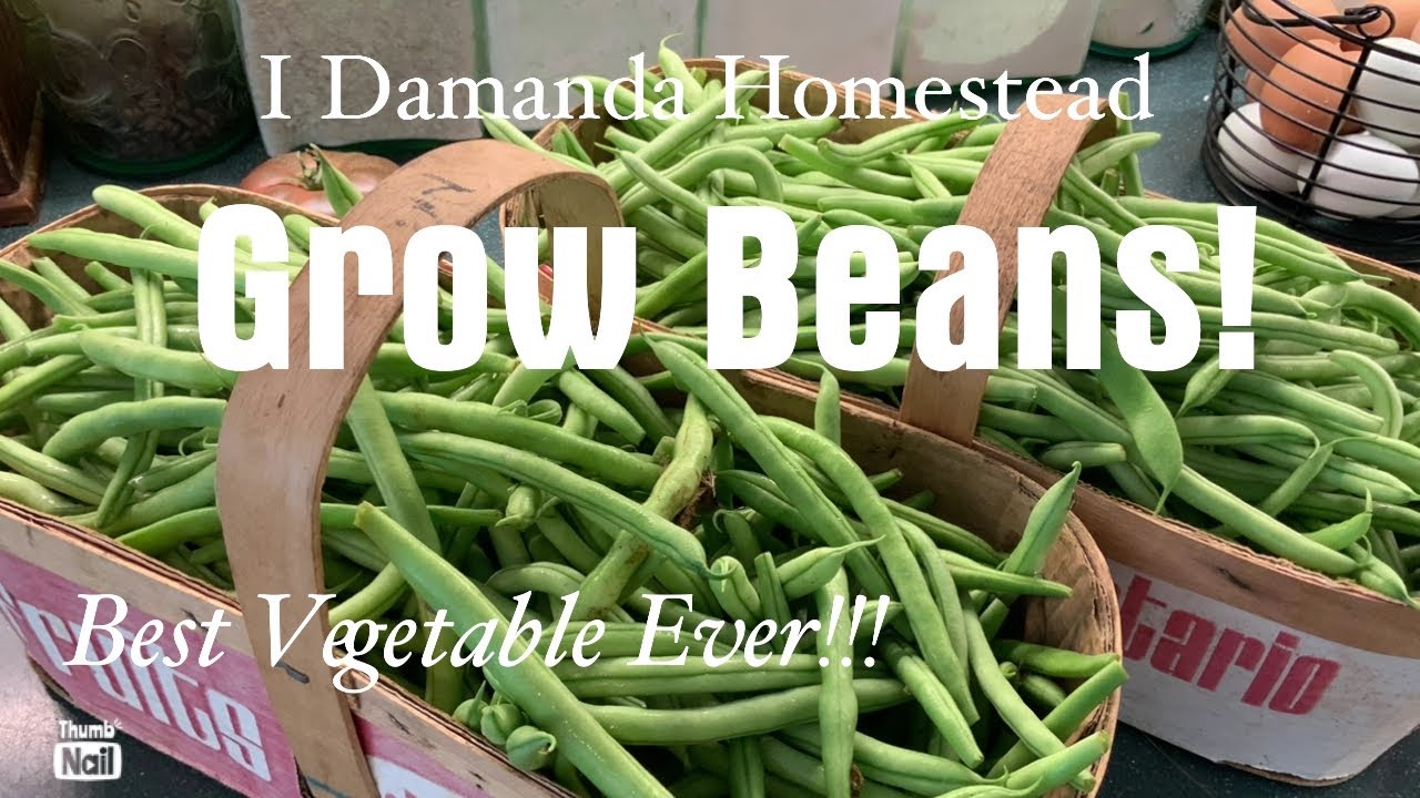 The Humble Bean, the Best Vegetable to Plant! Pole Beans, Bush Beans