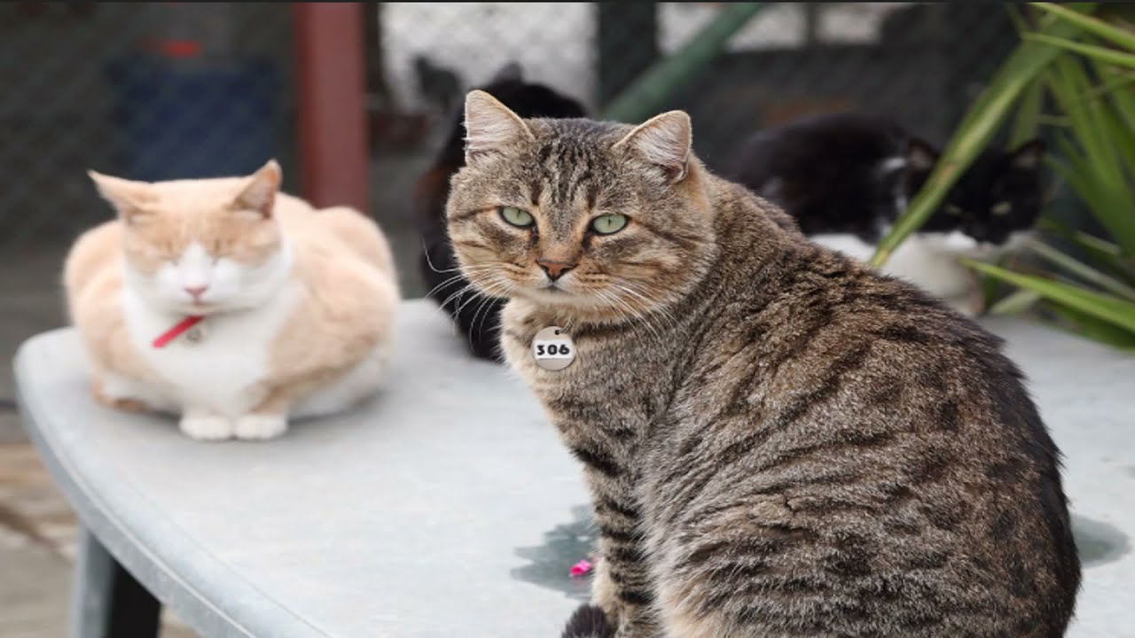 Cyprus cat Compilation and Mix