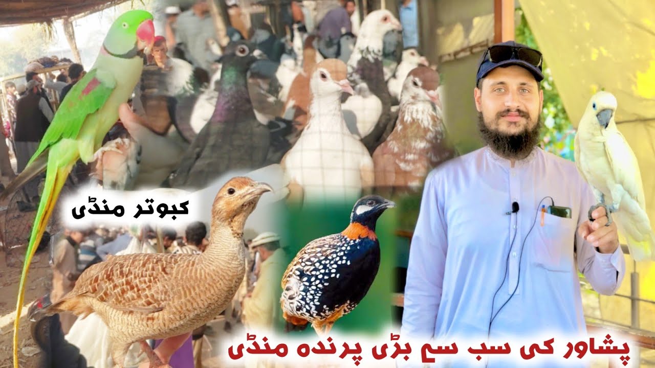 Birds Market Peshawar 9/12/2023 | Largest Kabootar Mandi | Black Francolin | Izhar Ali Shah vlogs