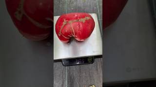 Giant boxing glove-shaped tomatoes: Over 1.4 kg of pure pulp!
