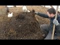 Winterizing Chicken With Deep Bedding And Compost