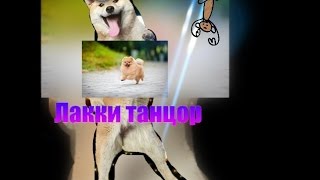 Лакки танцор♥.Собака танцует?!