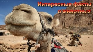 Интересные факты о животных/Interesting facts about animals