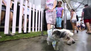 RSPCA Pop Up Adoption at BCEC 2015