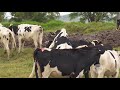 ¿Qué pasa cuando una vaca no entra en celo? | La Finca de Hoy