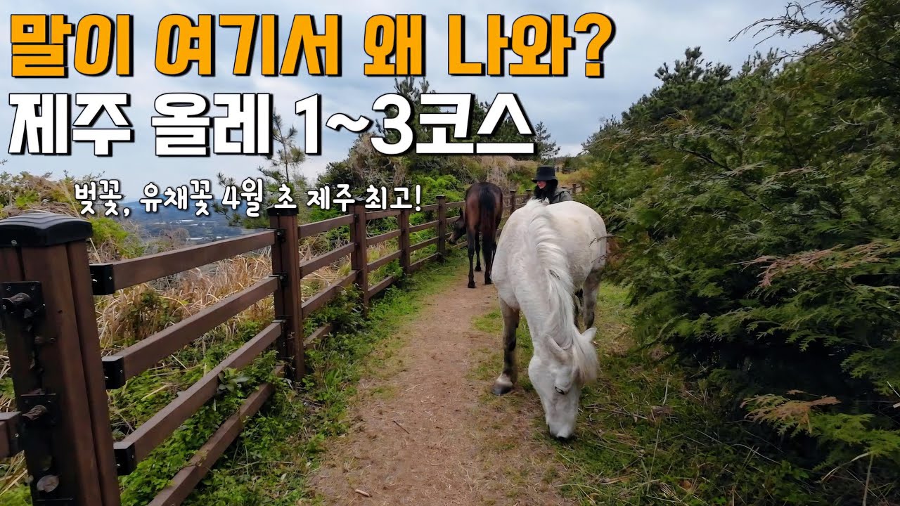 길막하는 말 때문에 놀란 제주 올레 | 여친과 올레길 3박4일 걷기