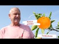 Zašto su mandarine iz doline Neretve najbolje na svijetu?