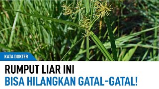 Rumput Liar Teki, Mujarab Atasi Gatal-Gatal dan Sakit Gigi Kata Dokter