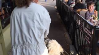 Kirby  - Urban Canine Good Citizen by Michael Burkey 230 views 7 years ago 3 minutes, 25 seconds