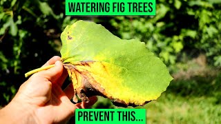 Fig Tree Watering | 'How Much Water do Fig Trees Need?'