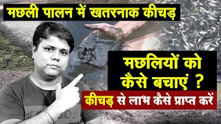 मछली पालन में  खतरनाक कीचड़ से मछलियों को कैसे बचाएं - How to save fishes from mud of fish pond