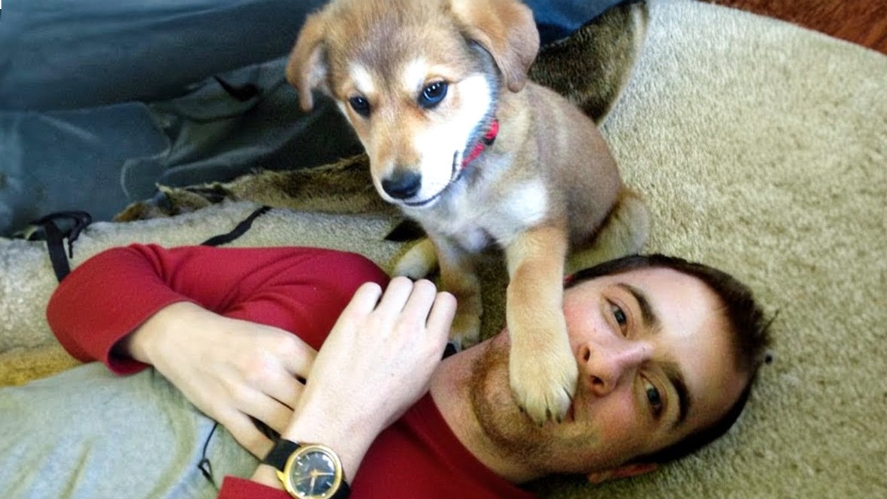 Когда собаки ведут себя как совсем маленькие человечки 😂 Смешные собаки и люди