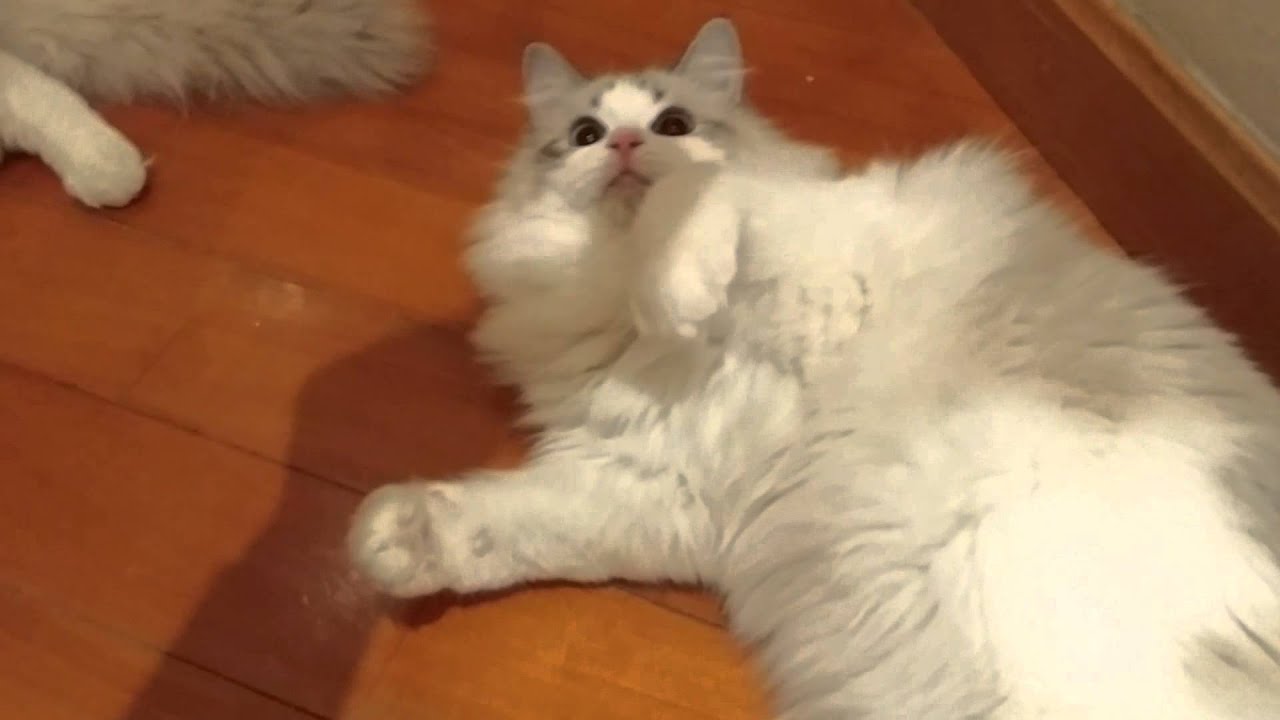 Tina Tiger Ragdoll USA - YouTube