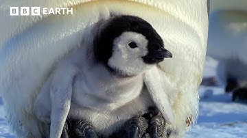 Extraordinary Penguin Moments | BBC Earth | BBC Studios