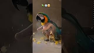 This Parrot Lost ALL Its Feathers in Seconds 😳🦜🤣 #shorts #animals