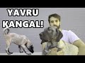 3 AYLIK DEV KANGAL KÖPEĞİMİZ! AYI GİBİ!