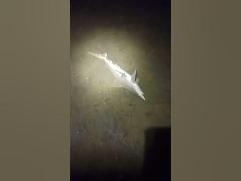The water temperature dropped too quick in Florida bull shark is dead