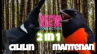 Cililin gacor mix Mantenan Gacor, masteran Murai batu #masteranburung #muraibatu #kicaumania