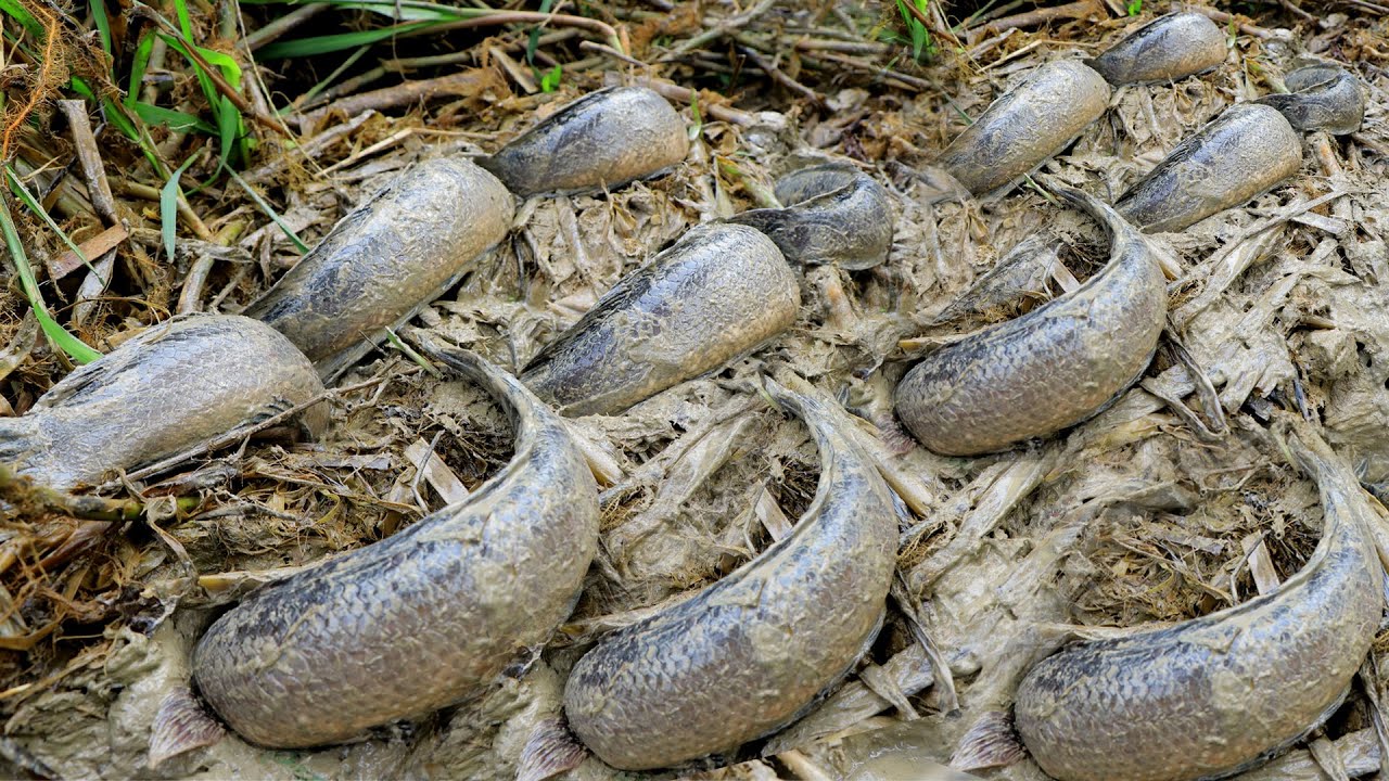 Amazing smart boy catching snakehead fish using deep hole 2020